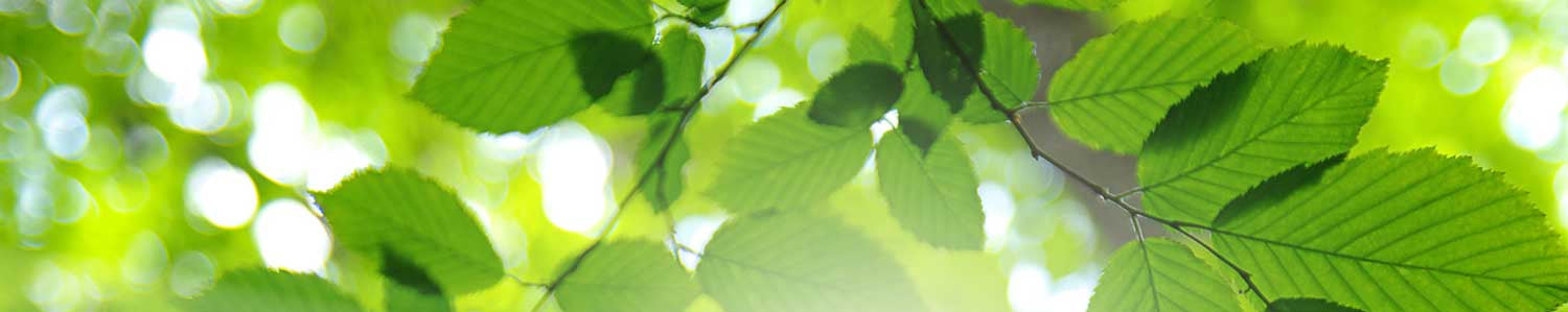 Close-up of green leaves with sunlight filtering through